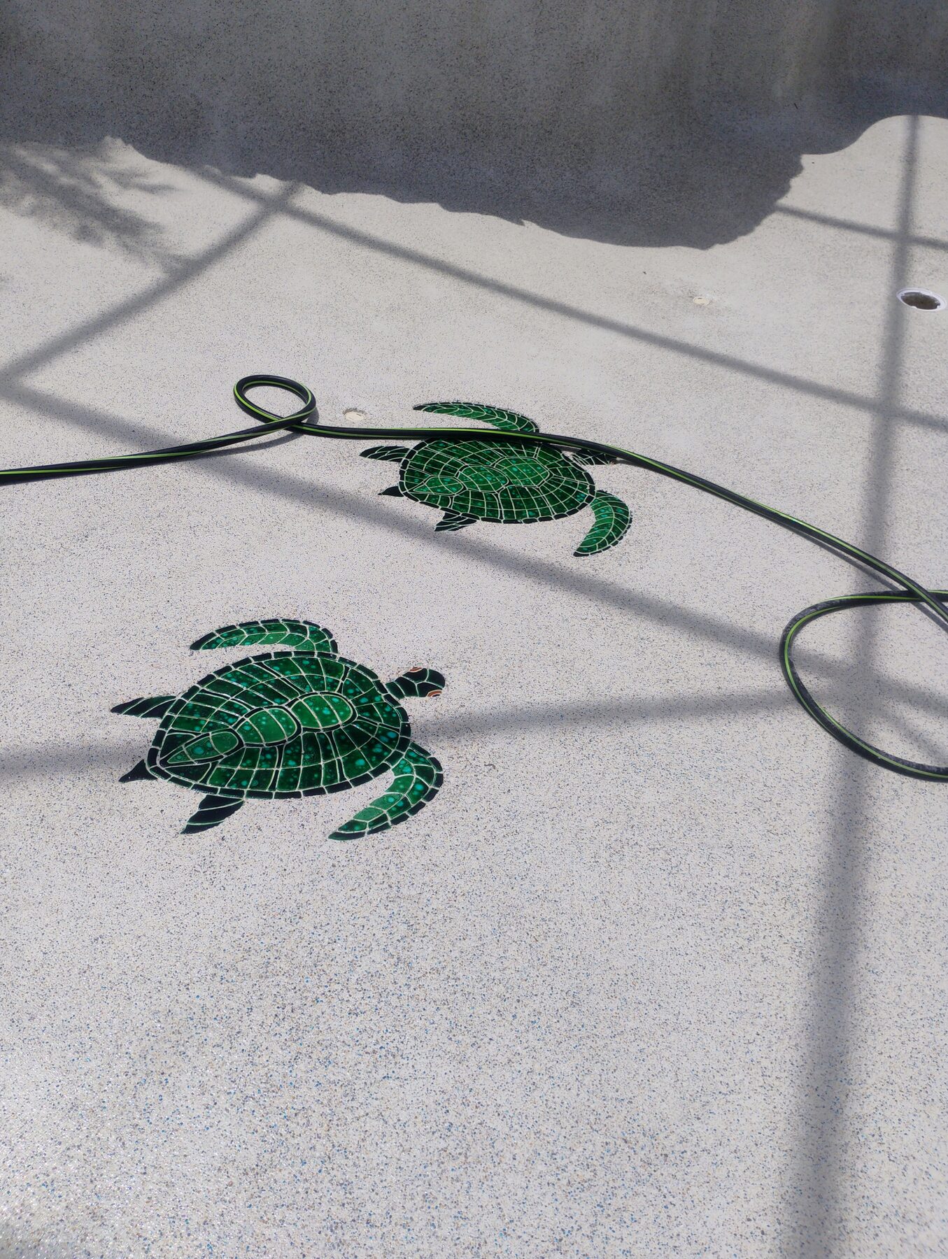 Two green sea turtle mosaic tiles inlaid into the white plaster floor of a finished residential pool